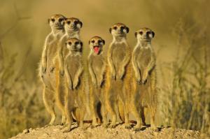 meerkatfamily